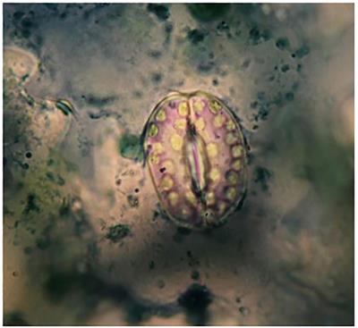 The effect of induced polyploidy on phytochemistry, cellular organelles and the expression of genes involved in thymol and carvacrol biosynthetic pathway in thyme (Thymus vulgaris)